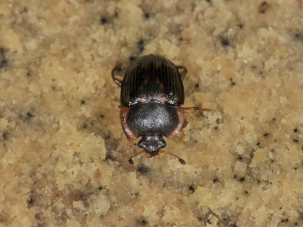 Stelidota geminata